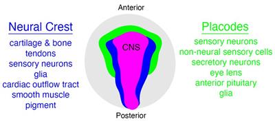 Evolutionary and Developmental Associations of Neural Crest and Placodes in the Vertebrate Head: Insights From Jawless Vertebrates